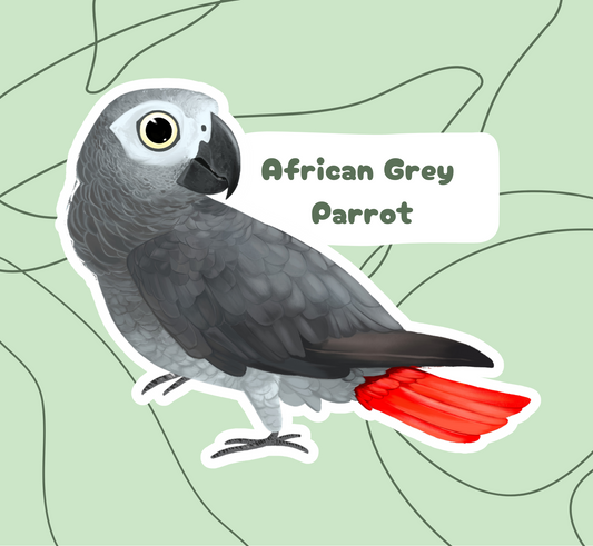 African Grey Parrot Sticker